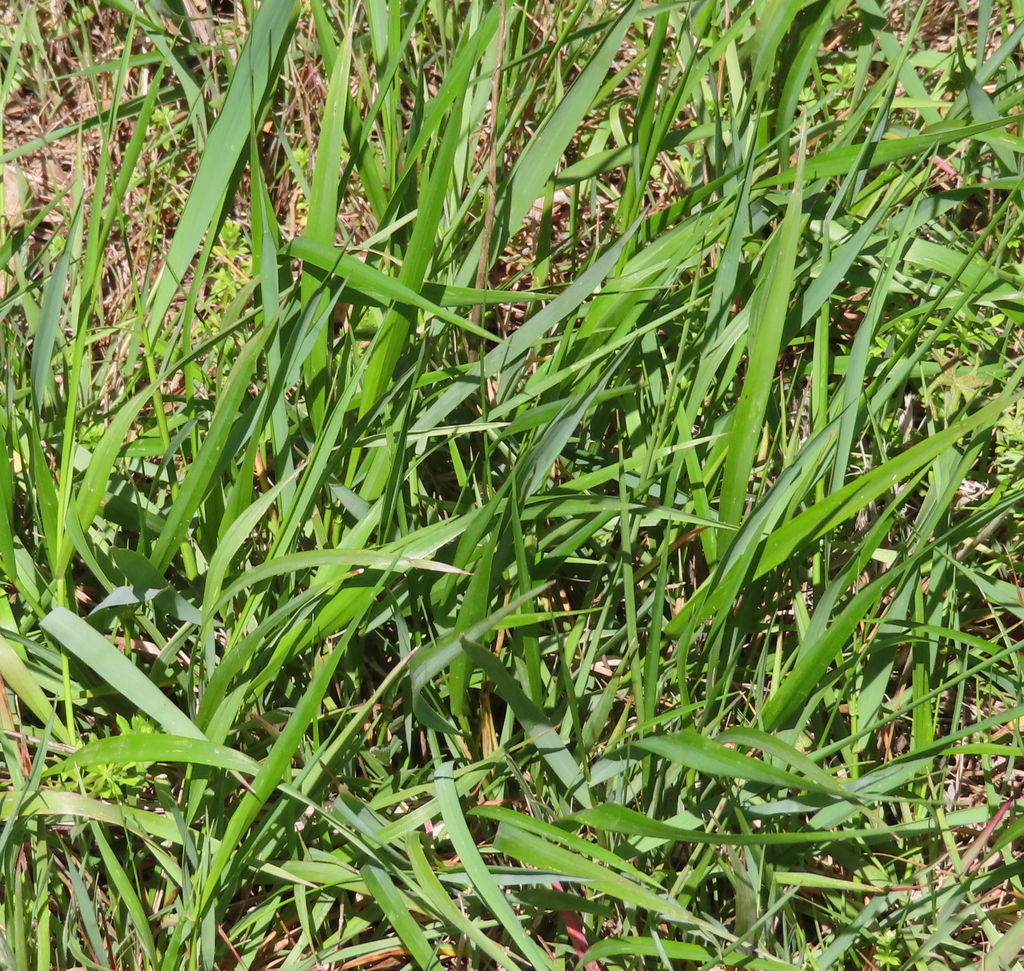 grasses from Georgetown, TX, USA on March 30, 2022 at 12:40 PM by Andy ...