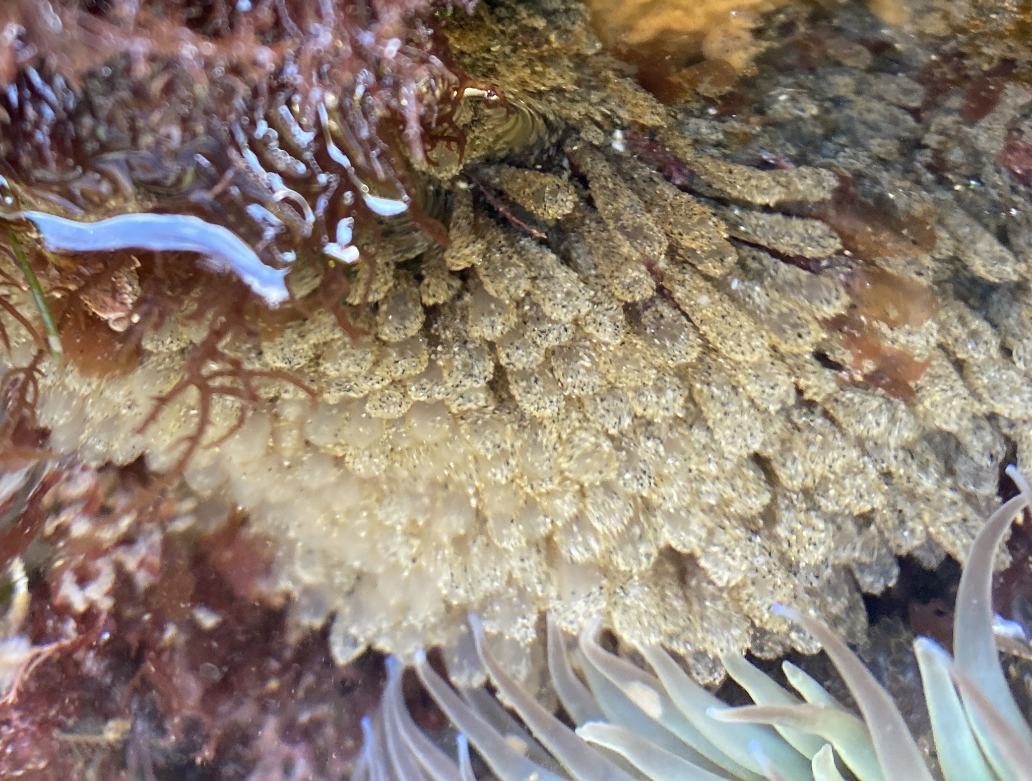 Euherdmania claviformis (Ritter, 1903)