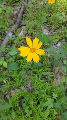 Coreopsis auriculata