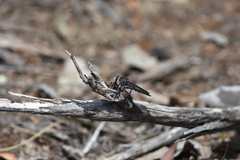 Pararatus ricardoae