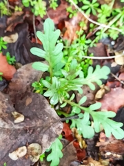 Centranthus calcitrapae