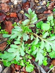 Centranthus calcitrapae