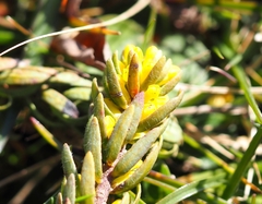 Thymelaea ruizii