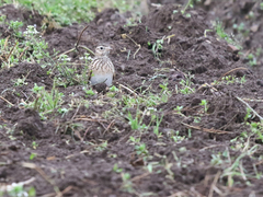 Alauda arvensis japonica
