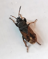Megalonotus sabulicola