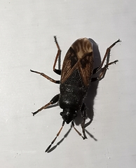 Megalonotus sabulicola