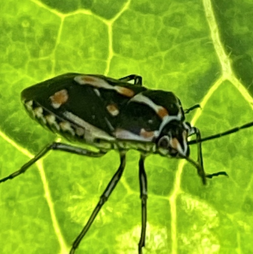 iNaturalist observation photo of Bagrada Bug