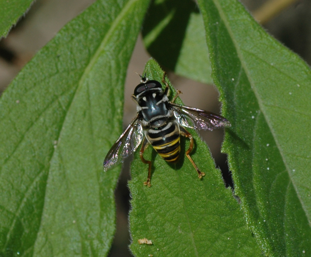 Meromacrus zonatus