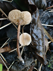 Naucoria escharioides