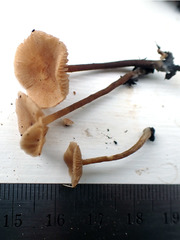 Naucoria escharioides