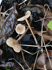 Naucoria escharioides