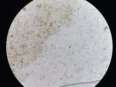 Naucoria escharioides