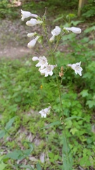 Penstemon canescens