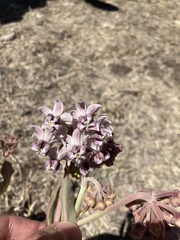 Asclepias macroura