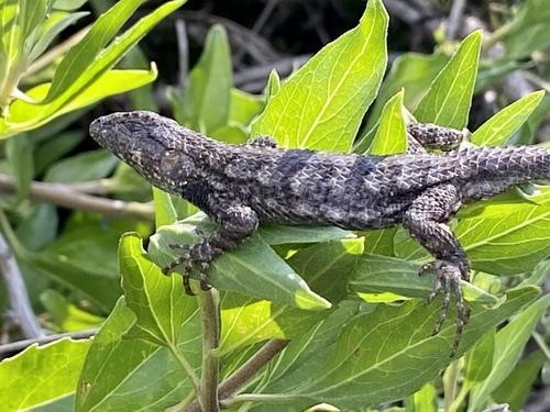 iNaturalist observation photo of Western Fence Lizard
