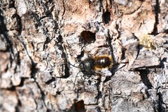 Osmia cornuta