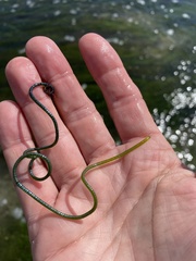 Chaetomorpha spiralis