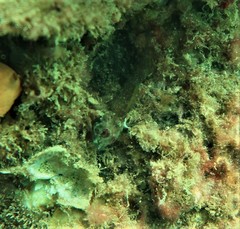 Helcogramma decurrens
