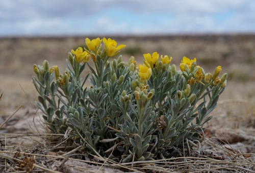 Image of Physaria fendleri by (c) Andrew Tree, some rights reserved (CC BY)