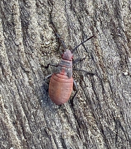 iNaturalist observation photo of Red-shouldered Bug