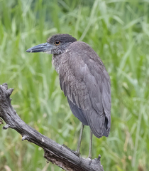 Nyctanassa violacea image