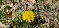 Taraxacum officinale