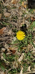 Taraxacum officinale