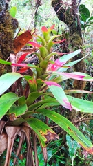 Guzmania squarrosa
