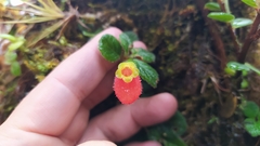 Pachycaulos nummularia