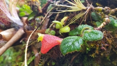 Pachycaulos nummularia