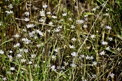 Chaetopappa asteroides