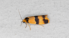 Stenoscaptia venusta