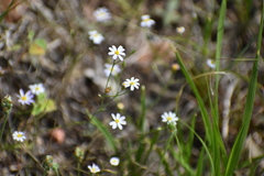 Chaetopappa asteroides