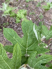 Hydrangea quercifolia