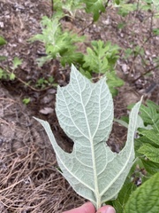 Hydrangea quercifolia