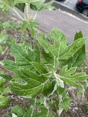 Hydrangea quercifolia