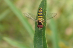 Allograpta obliqua