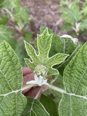 Hydrangea quercifolia