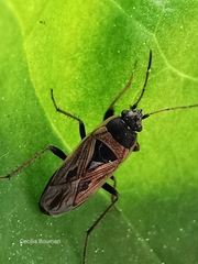 Xanthochilus quadratus