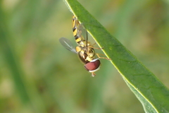 Allograpta obliqua