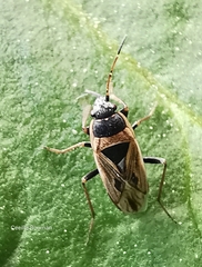 Xanthochilus quadratus