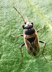 Xanthochilus quadratus