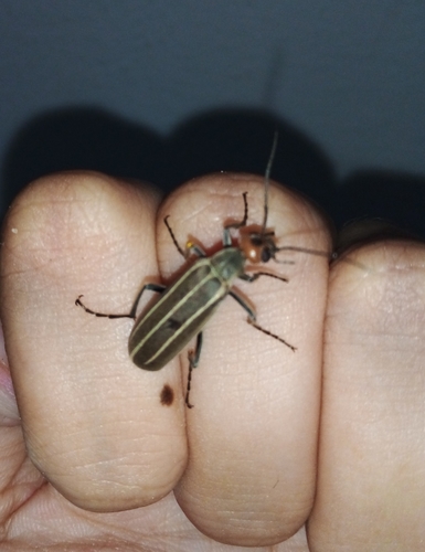 Epicauta saopaoloana