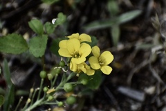 Physaria gordonii