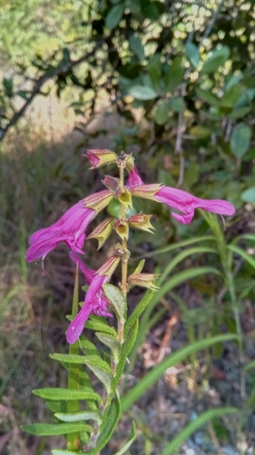 Puce Kandasage (Salvia sessilifolia)