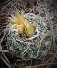 Escobaria missouriensis