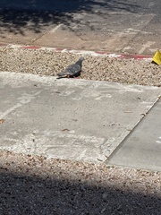 Columba livia