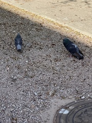 Columba livia