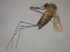 Aedes notoscriptus