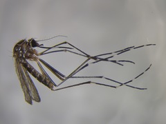 Aedes notoscriptus